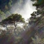fog-1165904_640