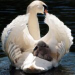 swan-2350668 (2)